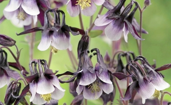 2年物】八重咲きオダマキ・ブルガリス 『ウィリアムギネス』 | すべて