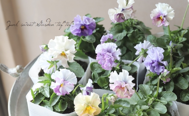 ○パンジー・フェデネージュ 『MIX』 | すべての商品 | | Junk sweet