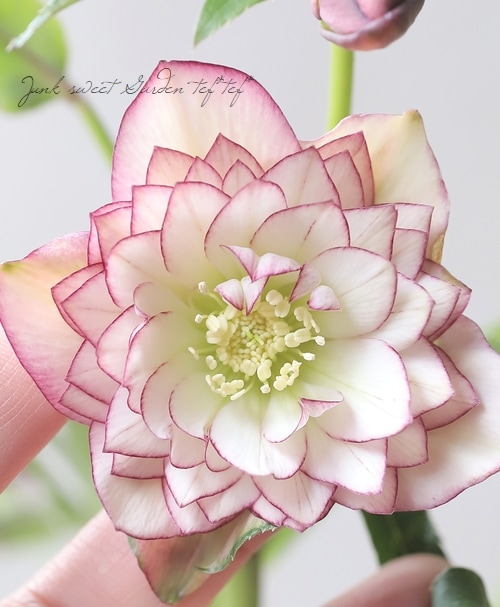 ㉖-88クリスマスローズ クリスマスローズ 『川久保交配・多弁ダブル』 2026【No.6】 | すべて