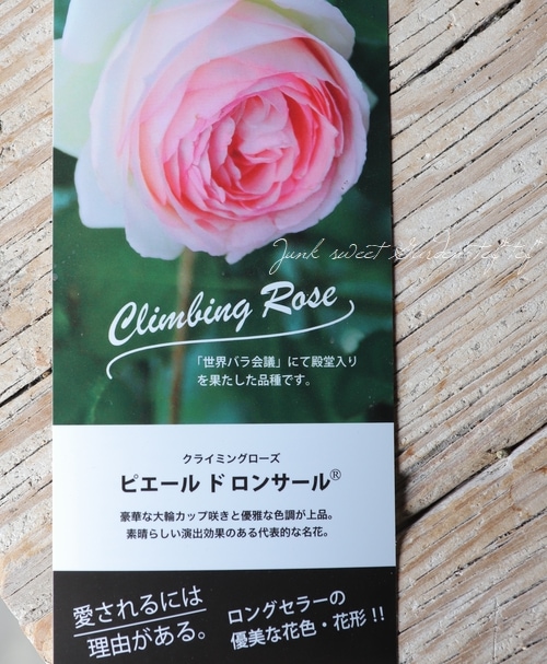 アンティークタッチつるバラ 『ピエール・ドゥ・ロンサール』 | すべて