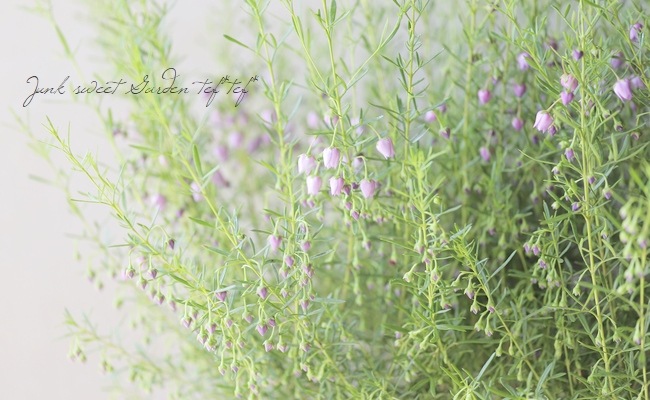 �ܥ��˥� �إ֥롼�������֡� �������Ĳ֡�