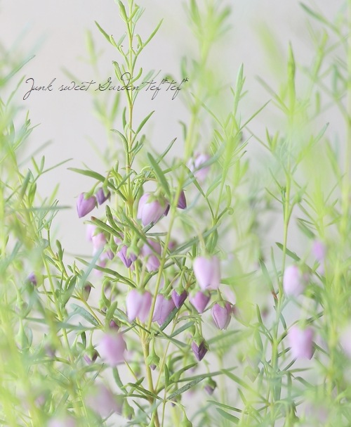 �ܥ��˥� �إ֥롼�������֡� �������Ĳ֡�