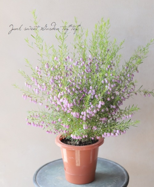 �ܥ��˥� �إ֥롼�������֡� �������Ĳ֡�