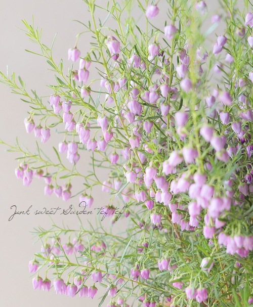 �ܥ��˥� �إ֥롼�������֡� �������Ĳ֡�