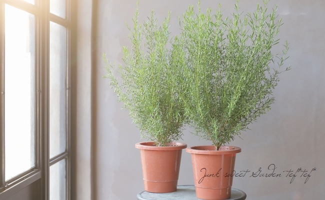 �ܥ��˥� �إ֥롼�������֡� �������Ĳ֡�