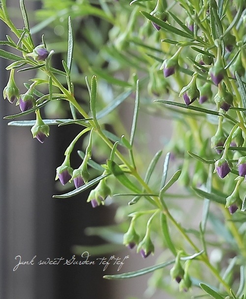 �ܥ��˥� �إ֥롼�������֡� �������Ĳ֡�