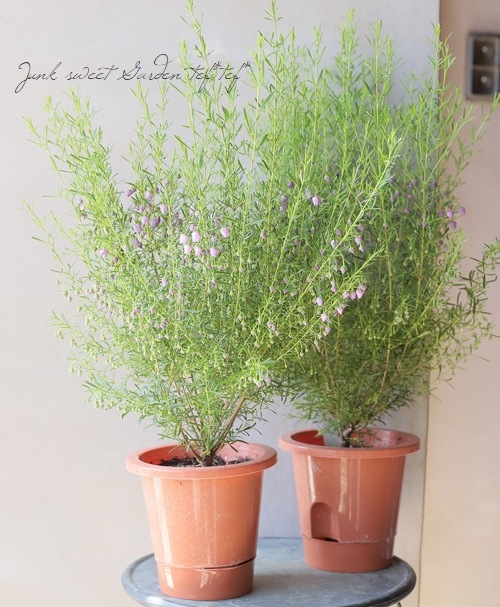 �ܥ��˥� �إ֥롼�������֡� �������Ĳ֡�