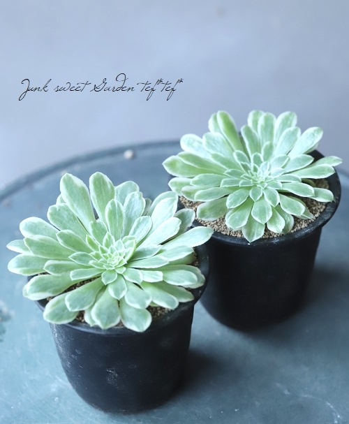 多肉植物】 斑入り『エメラルドアイス』 アエオニウム属 | すべての