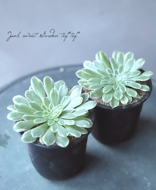 ��¿����ʪ�� ������إ�����ɥ������١��������˥���°