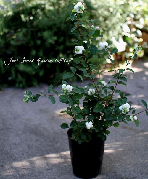 ��¥���ե��ꡦ����ݥ����إޥ����륮��饯������