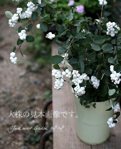 ��¥���ե��ꡦ����ݥ����إޥ����륮��饯������