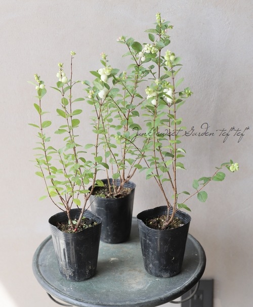 ��¥���ե��ꡦ����ݥ����إޥ����륮��饯������