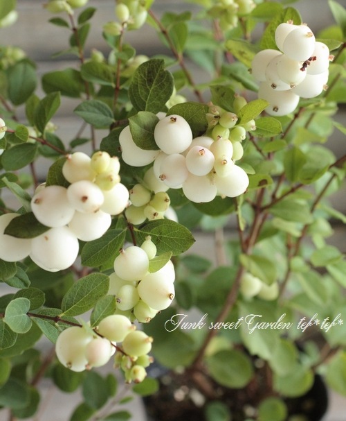 ��¥���ե��ꡦ����ݥ����إޥ����륮��饯������