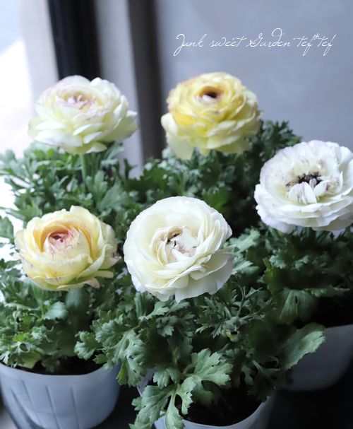 ʥ󥭥饹ޥ إХ˥Х顼ɥ졼