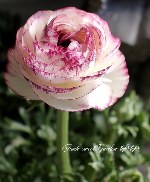 ʥ󥭥饹ޥ إХ˥Х顼ɥ졼