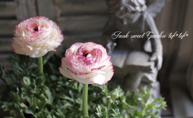 ʥ󥭥饹ޥ إХ˥Х顼ɥ졼