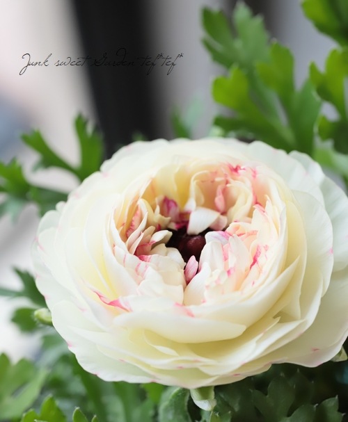 ʥ󥭥饹ޥ إХ˥Х顼ɥ졼