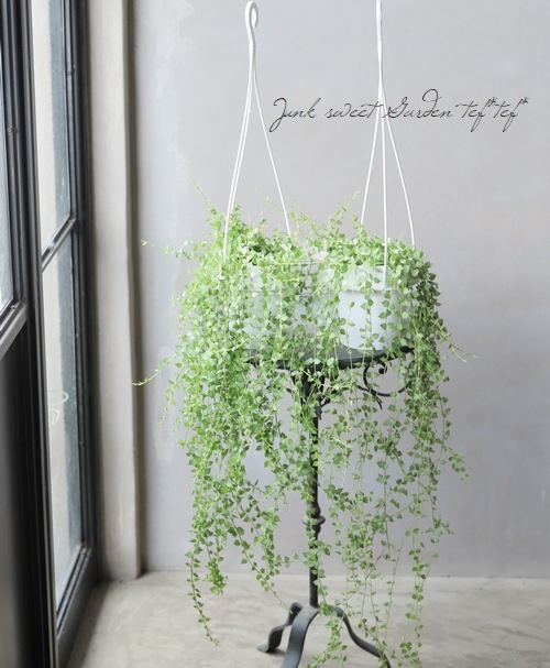 �ڴ��տ�ʪ�� �ǥ������ǥ������إߥꥪ��ϡ��ȡ١�