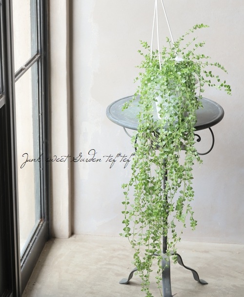 �ڴ��տ�ʪ�� �ǥ������ǥ������إߥꥪ��ϡ��ȡ١�