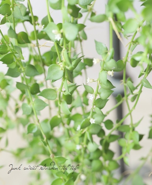 �ڴ��տ�ʪ�� �ǥ������ǥ������إߥꥪ��ϡ��ȡ١�