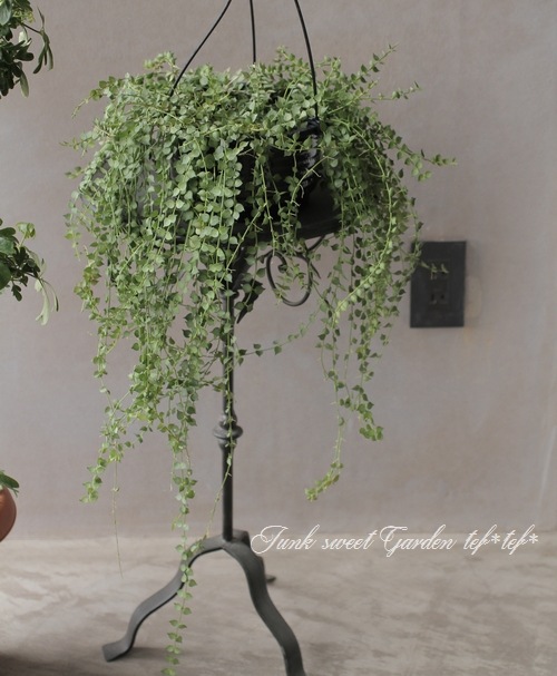 �ڴ��տ�ʪ�� �ǥ������ǥ������إߥꥪ��ϡ��ȡ١�