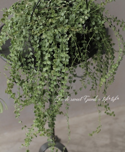 �ڴ��տ�ʪ�� �ǥ������ǥ������إߥꥪ��ϡ��ȡ١�