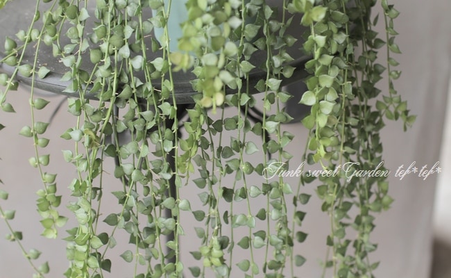 �ڴ��տ�ʪ�� �ǥ������ǥ������إߥꥪ��ϡ��ȡ١�