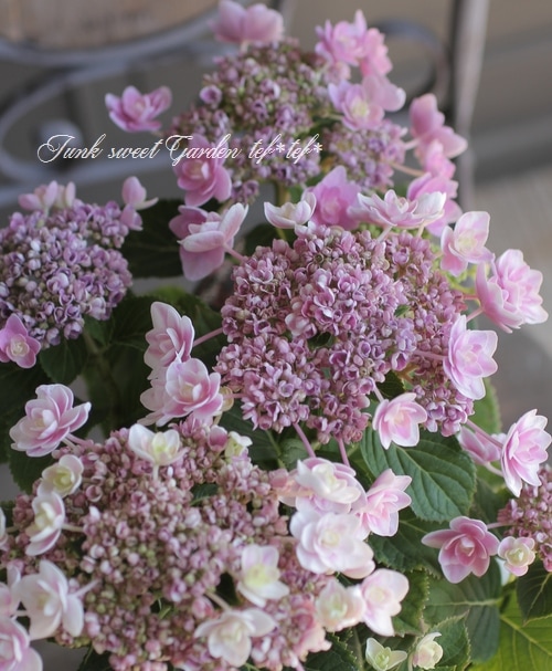 紫陽花 『雨に唄えば』 | すべての商品 | | Junk sweet Garden