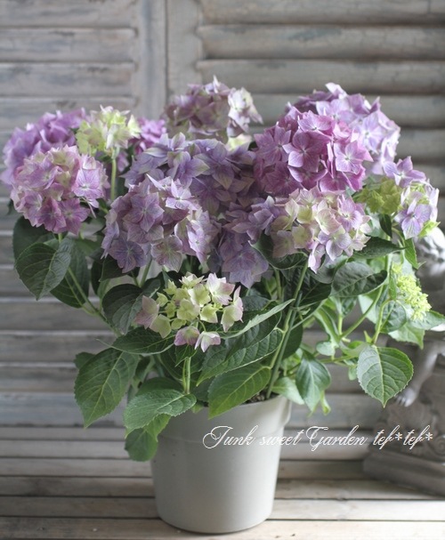 秋色紫陽花 『星がすり』 | すべての商品 | | Junk sweet Garden tef*tef*