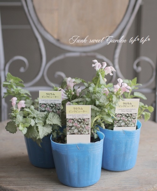 �ԥ󥯲֥�ߥ��ࡡ�إԥ󥯥ԥ塼�����١�