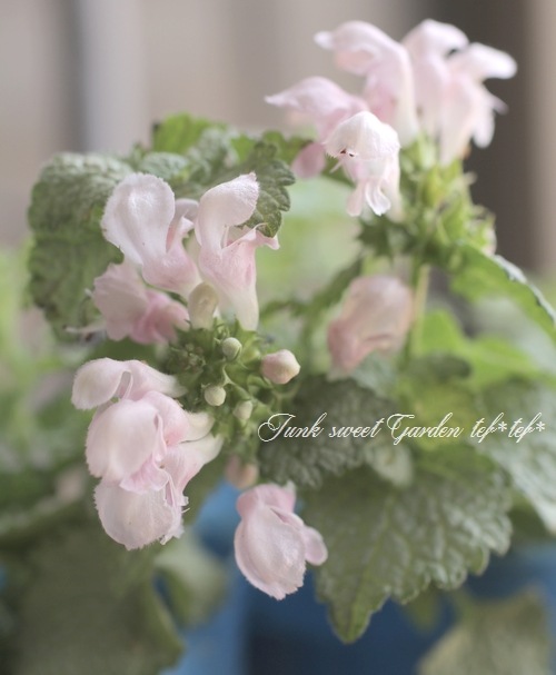 �ԥ󥯲֥�ߥ��ࡡ�إԥ󥯥ԥ塼�����١�