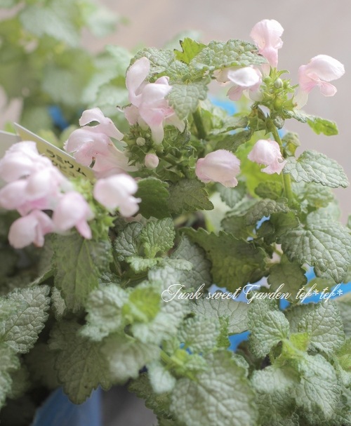 �ԥ󥯲֥�ߥ��ࡡ�إԥ󥯥ԥ塼�����١�