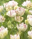 9���ȯ���ڵ庬��Ȭ�ź餭���塼��å� �إ٥ꥷ���� �庬5��