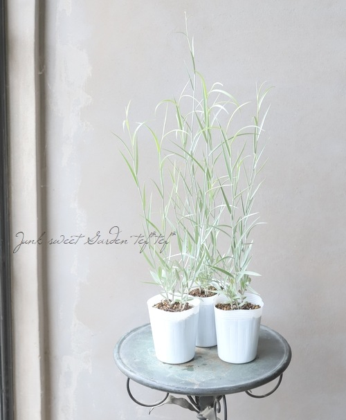 ヒアリス 『アルゲンチア』 | すべての商品 | | Junk sweet Garden tef