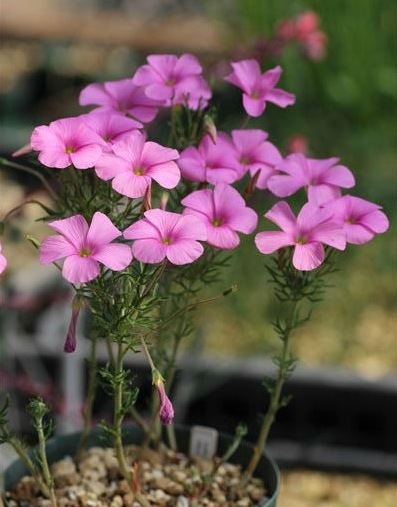 希少種オキザリス ビフルカータ すべての商品 Junk Sweet Garden Tef Tef