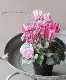 ǥ󥷥󡦥奨꡼꡼إ⥫ ڥ祳ۡ20%off