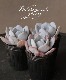 ��¿����ʪ�ۡ���Laui�� -�饦��-�١������٥ꥢ°