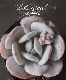 ��¿����ʪ�ۡ���Laui�� -�饦��-�١������٥ꥢ°