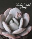 ��¿����ʪ�ۡ���Laui�� -�饦��-�١������٥ꥢ°
