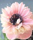 ڿֱव󥪥ꥸʥ Ȭź餭ͥ إե֥ 