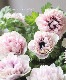 ڿֱव󥪥ꥸʥ Ȭź餭ͥ إե֥ 