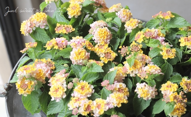 lantana camara ランタナカマラ チアリーチャム ポーチ サンリオ lantana camara ランタナカマラ チアリーチャム ポーチ サンリオ