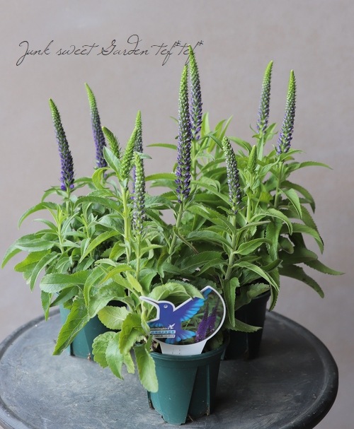 四季咲き宿根ベロニカ 『ハミングバード』 | すべての商品 | | Junk