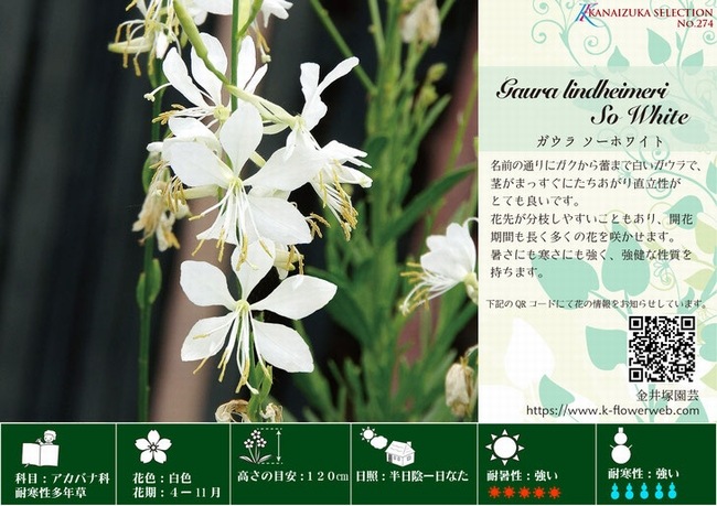 白花ガウラ 『ソーホワイト』 | すべての商品 | | Junk sweet Garden