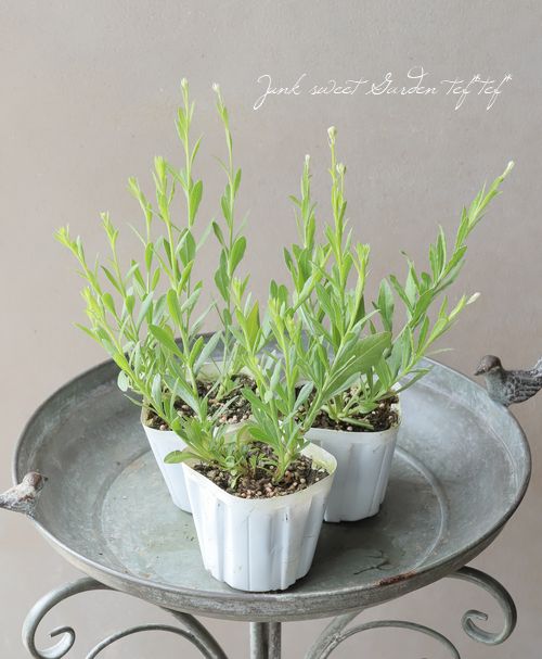 白花ガウラ 『ソーホワイト』 | すべての商品 | | Junk sweet Garden