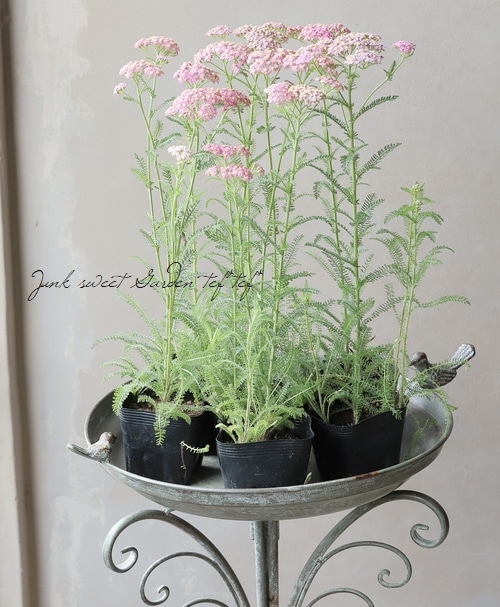 �ɺ��𥢥��쥢���إԥ󥯥��졼�ץե롼�ġ� ����ѥ����ʼ