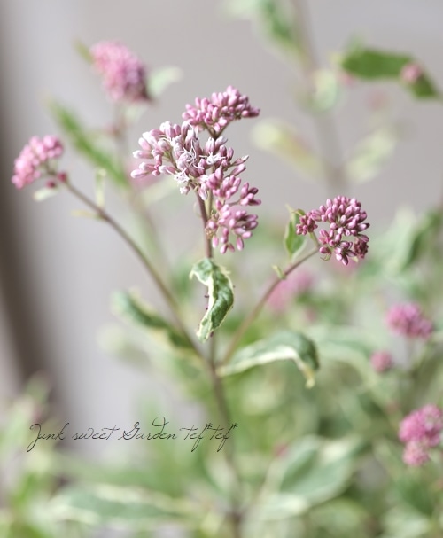 斑入り 『フジバカマ』 ユーパトリウム | すべての商品 | | Junk