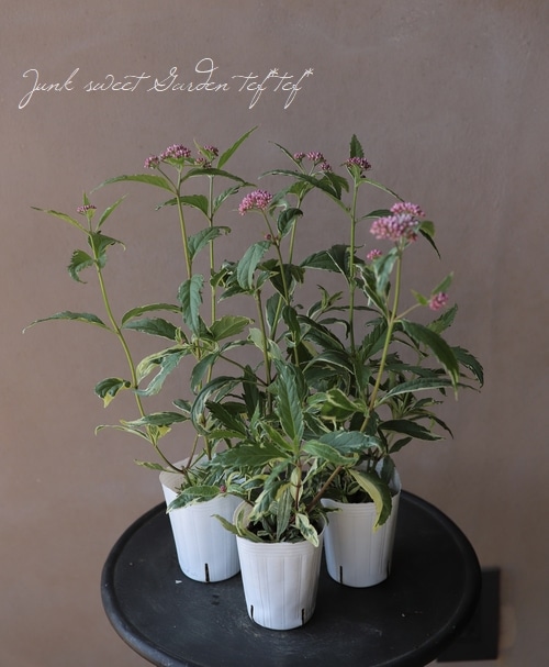 確認用　フジバカマ　斑入り　2ポット 確認用 フジバカマ 斑入り 2ポット 確認用 フジバカマ 斑入り 2ポット