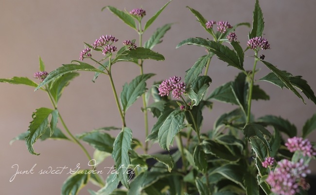 斑入り 『フジバカマ』 ユーパトリウム | すべての商品 | | Junk