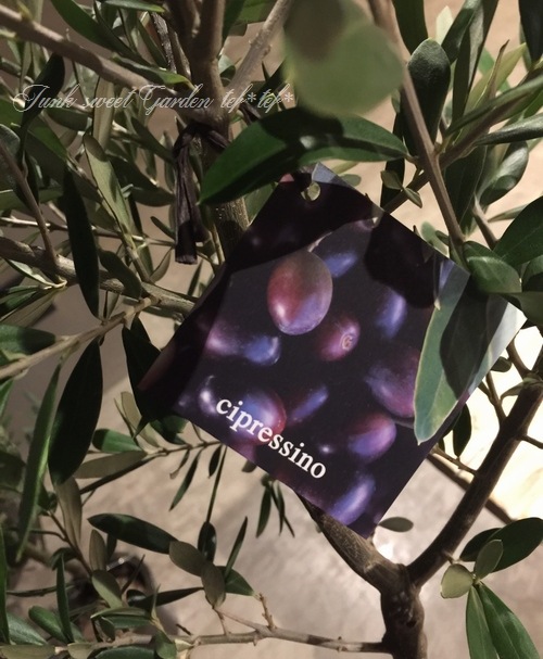 ꡼֡إץå -Ciplessino-١